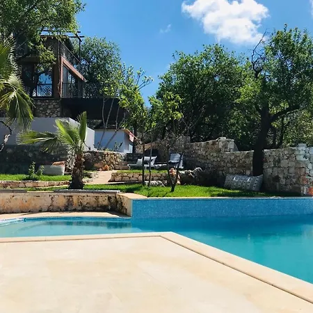 Kale - Adult Only + 15