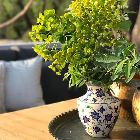 Kale - Adult Only + 15