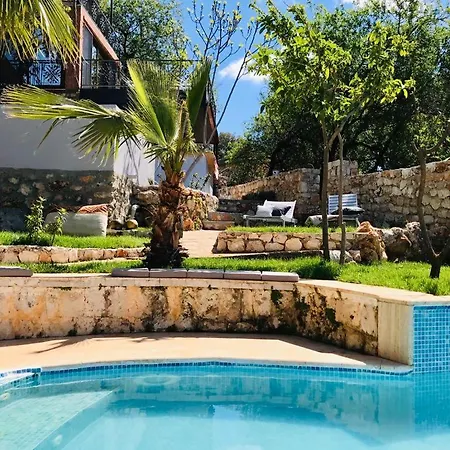 Kale - Adult Only + 15