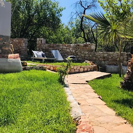 Kale - Adult Only + 15