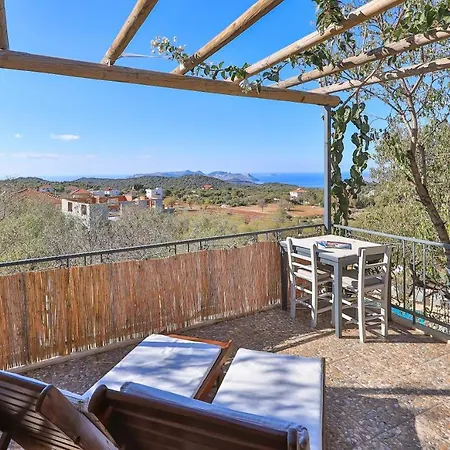 Kale - Adult Only + 15