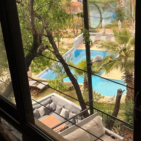 Kale - Adult Only + 15 *