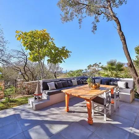 Kale - Adult Only + 15