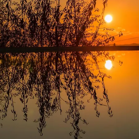 Kale - Adult Only + 15